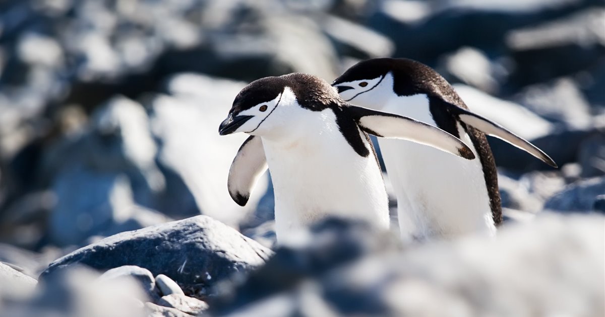 disminuyen los pinguinos debido al cambio climatico