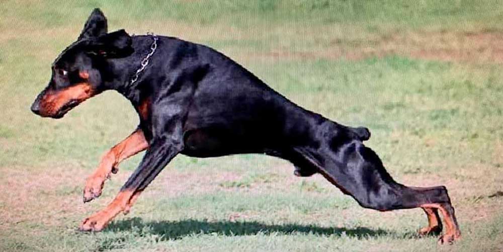 doberman peligroso es realmente un perro agresivo