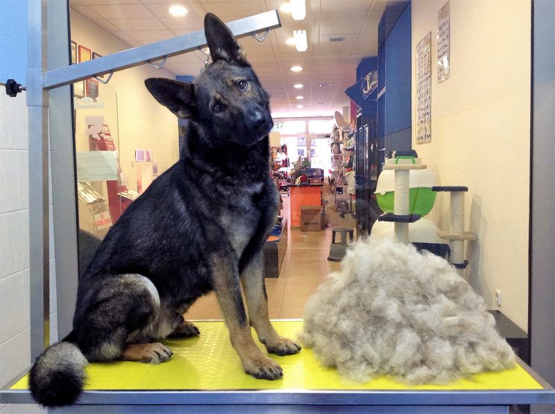 donde cortar el pelo a mi perro cerca de mi y como hacerlo