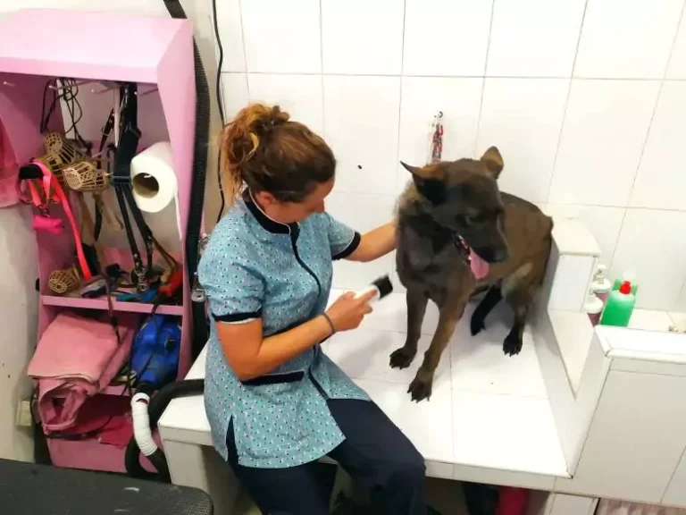 Dónde encontrar peluquería y veterinaria expertas en mi área