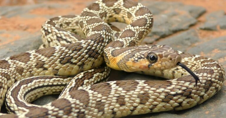 Dónde se encuentra la isla de las serpientes y las cobras