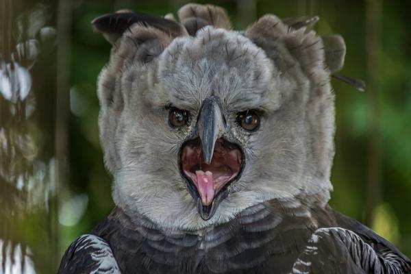 donde vive el aguila habitats y distribucion en el mundo
