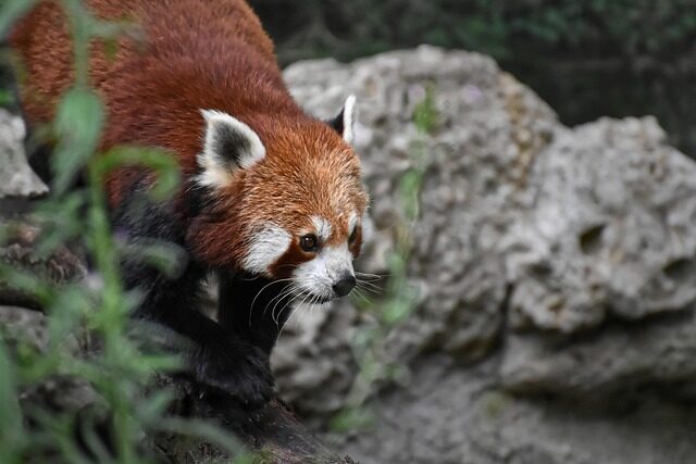 Dónde vive el panda rojo, el curioso animal en peligro