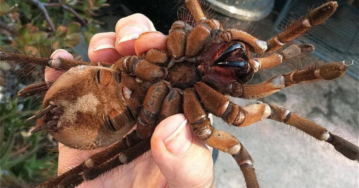 donde viven las tarantulas descubre su habitat natural
