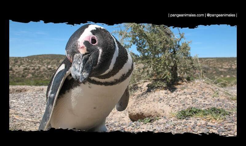 donde viven los pinguinos y que comen en su habitat natural