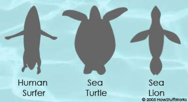 Dónde viven los tiburones: hábitats y lugares clave