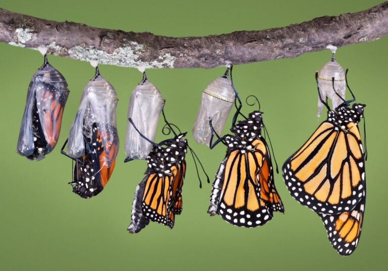 Dónde viven y qué alimentan a las interesantes mariposas