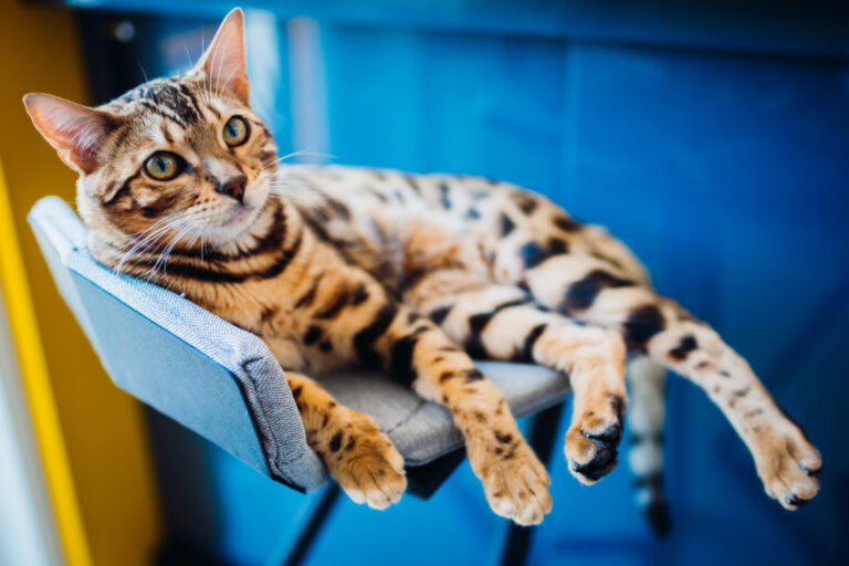 Dos gatos: Guía para presentarlos de forma segura y amigable