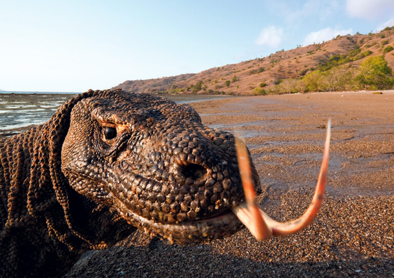 Dragón de Komodo: Ataca a humanos y es realmente peligroso