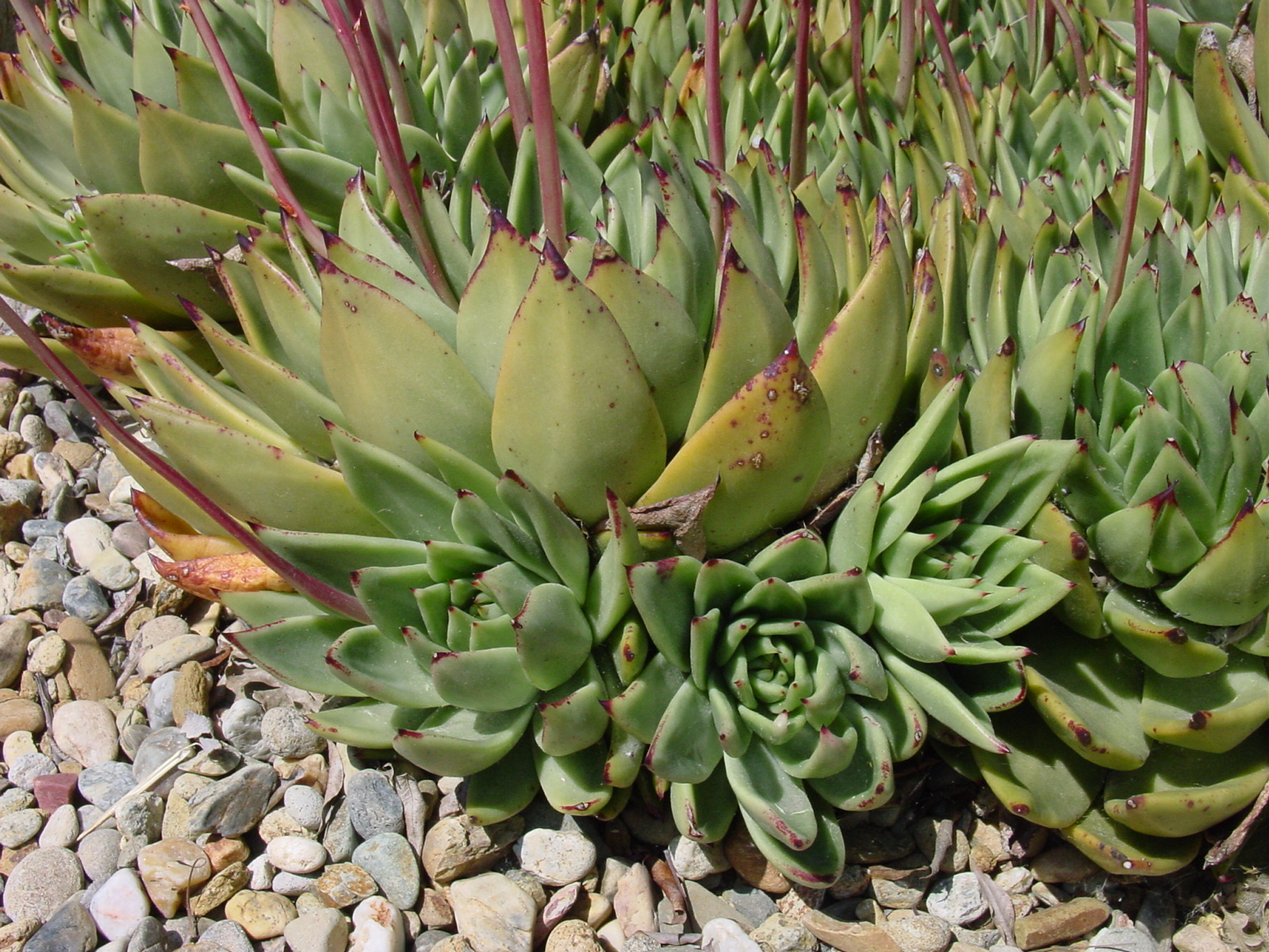 echeveria agavoides
