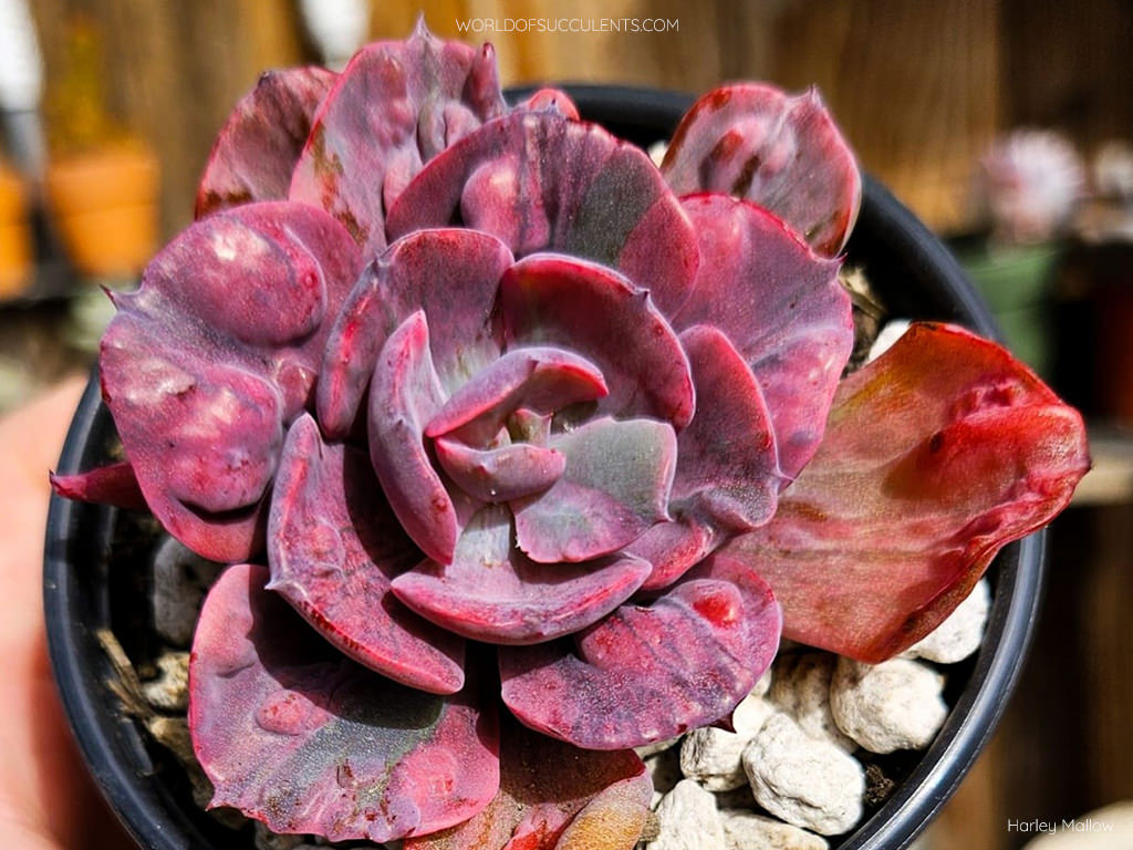 echeveria beyonce