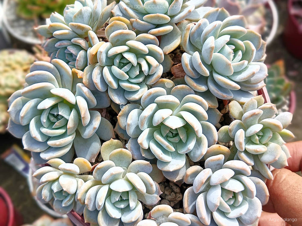 echeveria blanca