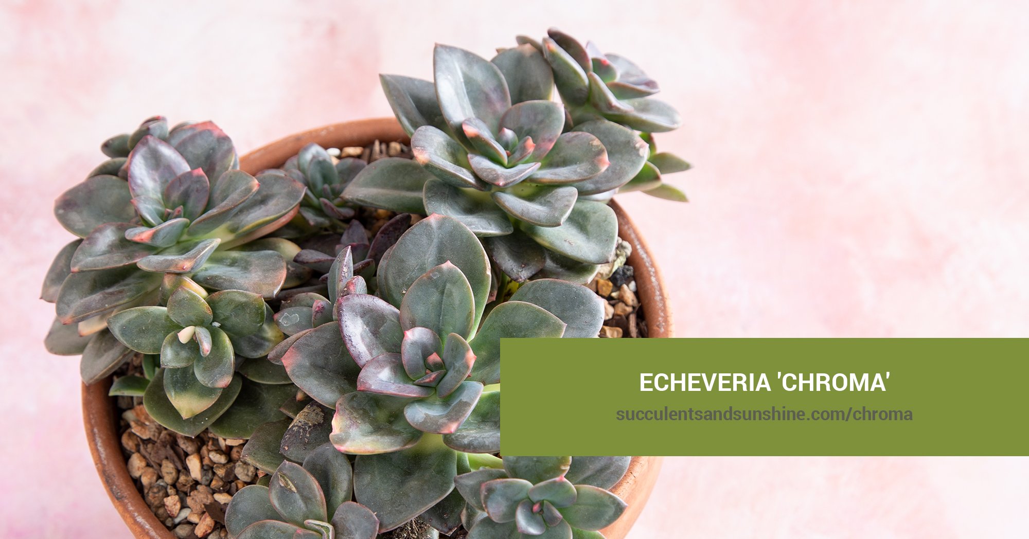 echeveria chroma