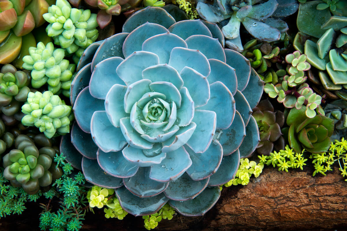 Cómo cuidar y lograr la floración de la Echeveria elegans 2 echeveria elegans