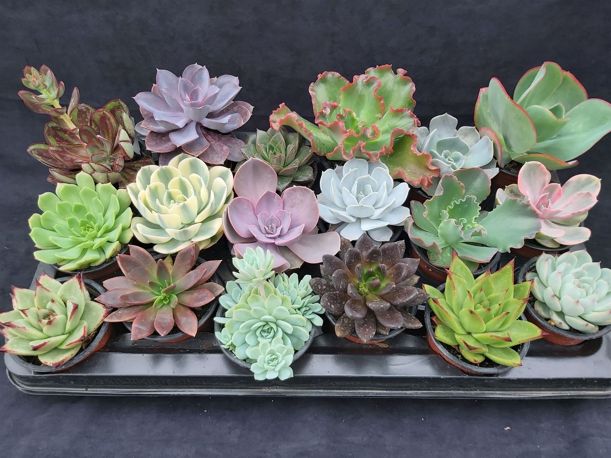 echeveria minima