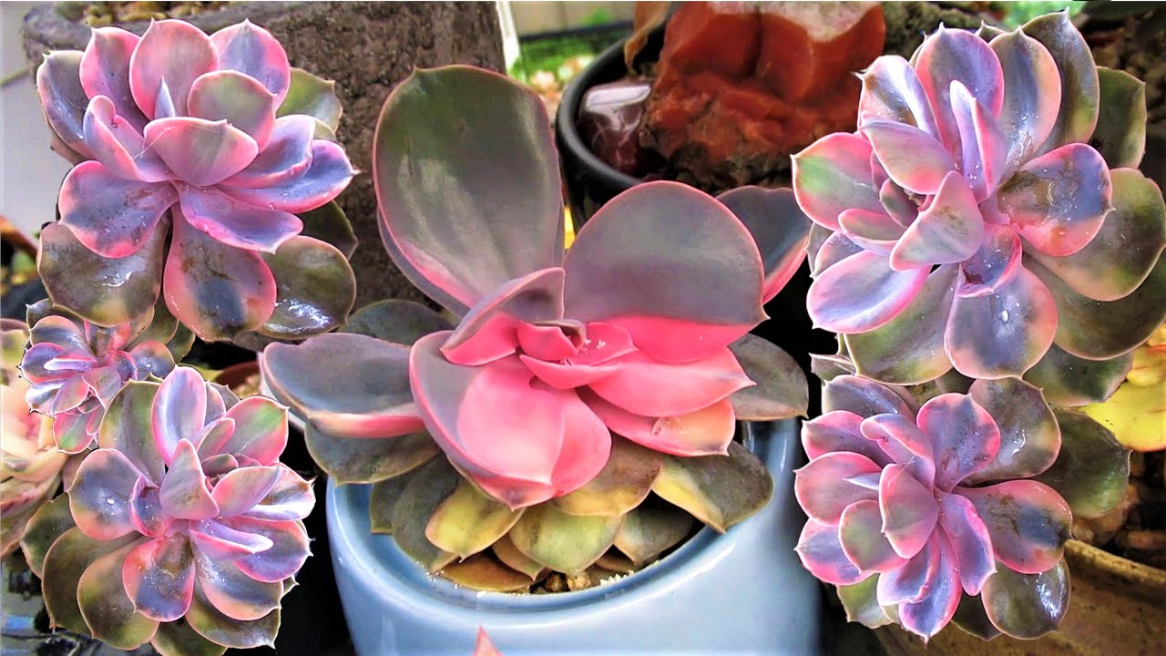 echeveria rainbow