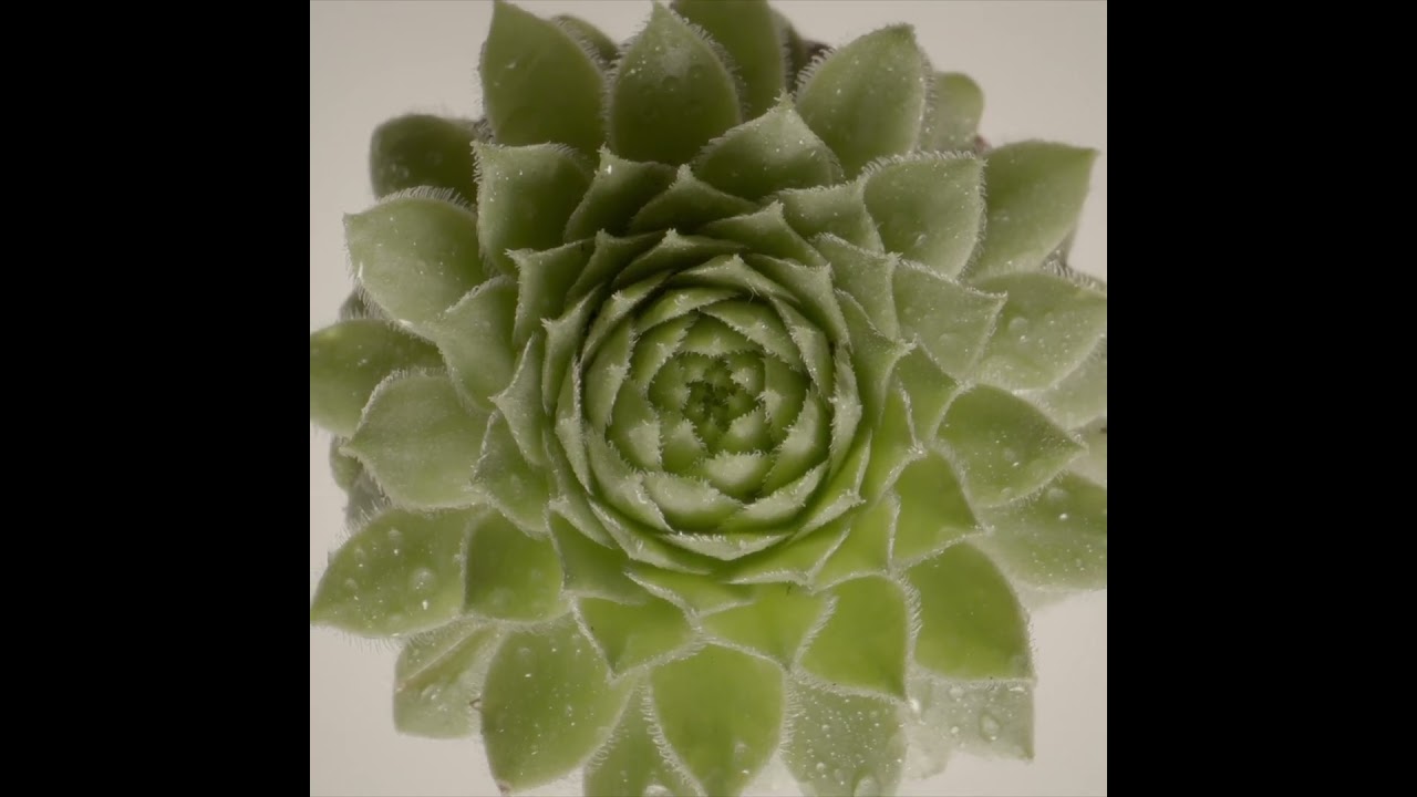 echeveria runyonii