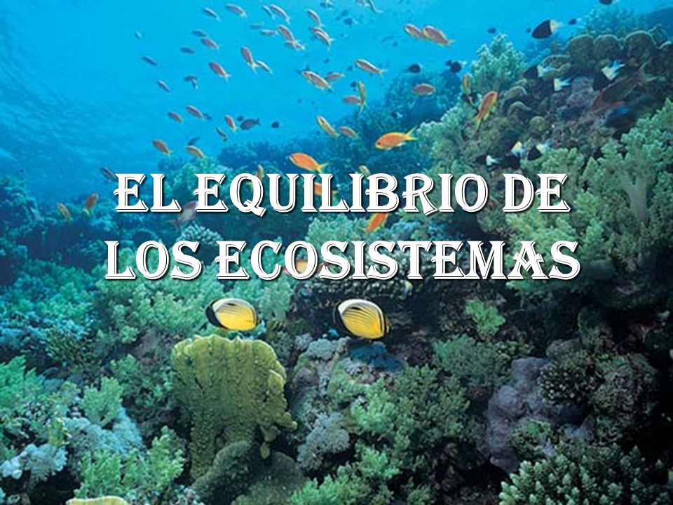 ecosistema en equilibrio que es y como se mantiene sano