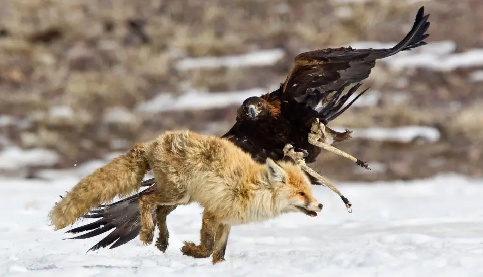 el aguila calva el majestuoso simbolo de america y su dieta