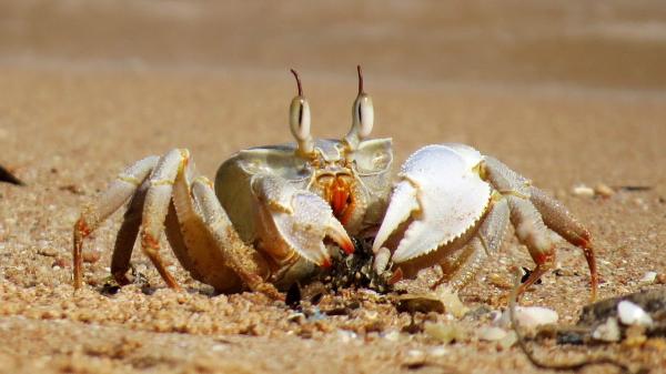 El cangrejo: vertebrado o invertebrado Descubre la verdad