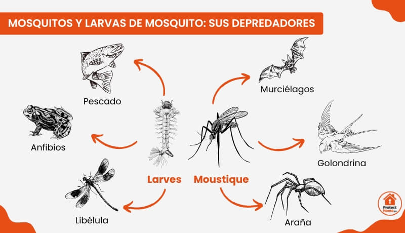 el cloro mata las pulgas guia para eliminarlas en casa