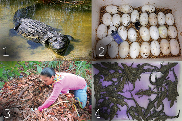 El cocodrilo de Moreletii: vida y conservación en México