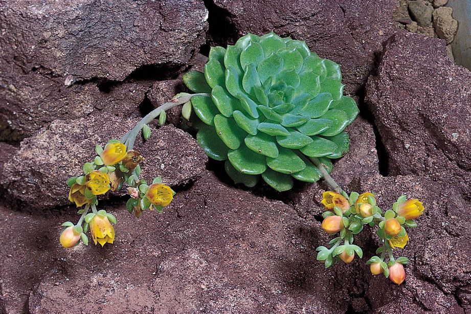 el echeveria