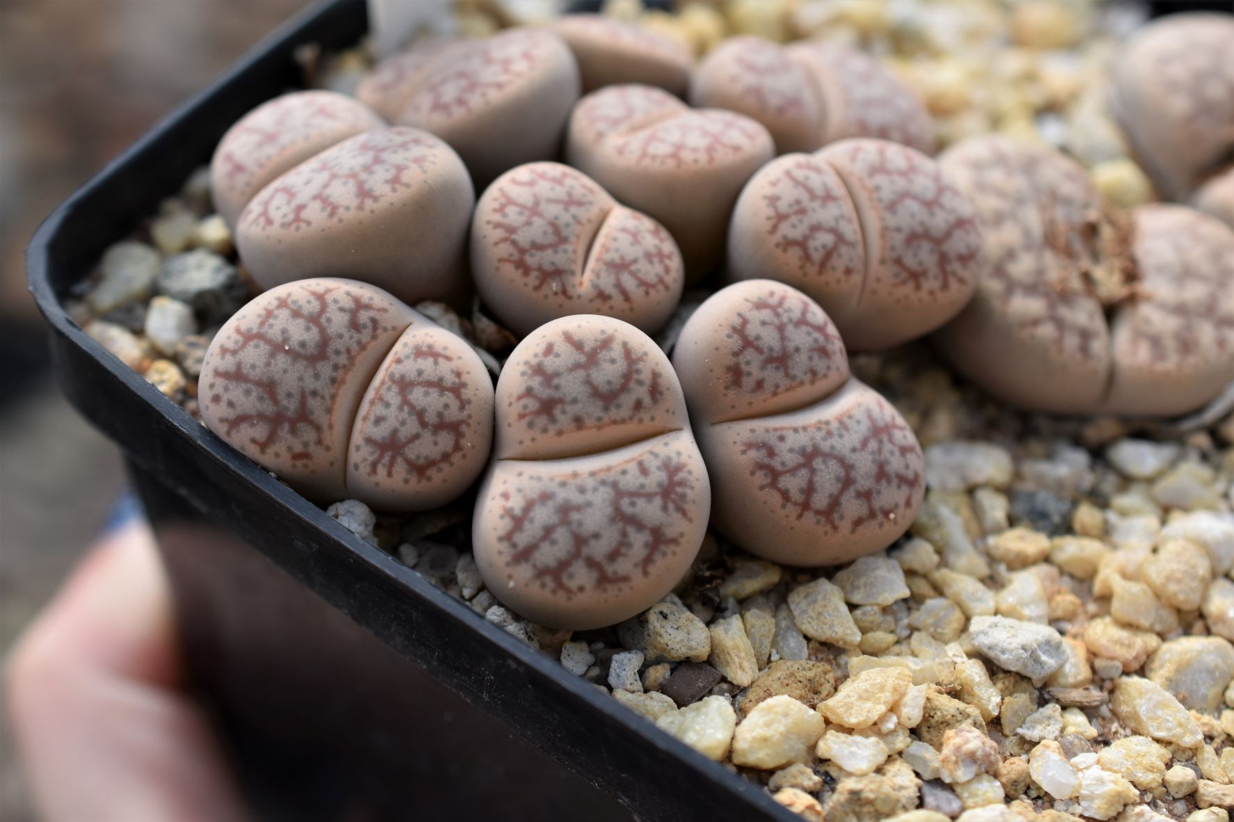 el lithops