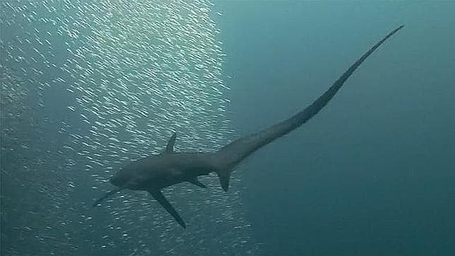 El tiburón toro: tamaño, hábitats y curiosidades en España