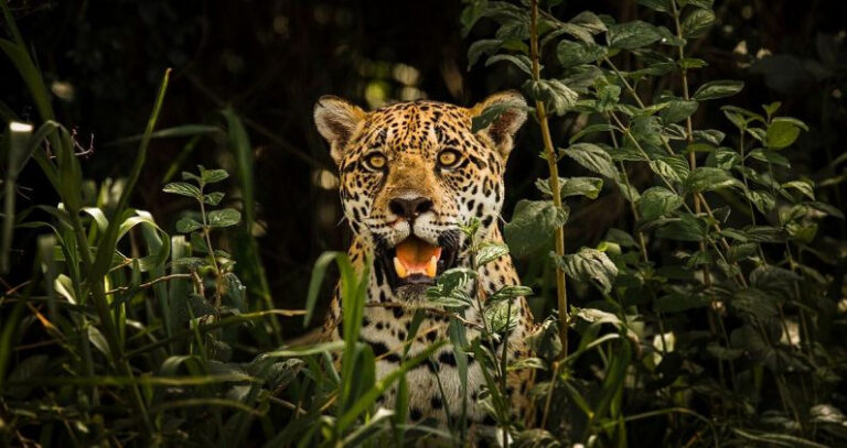 El tigre más grande del mundo y otros felinos destacados