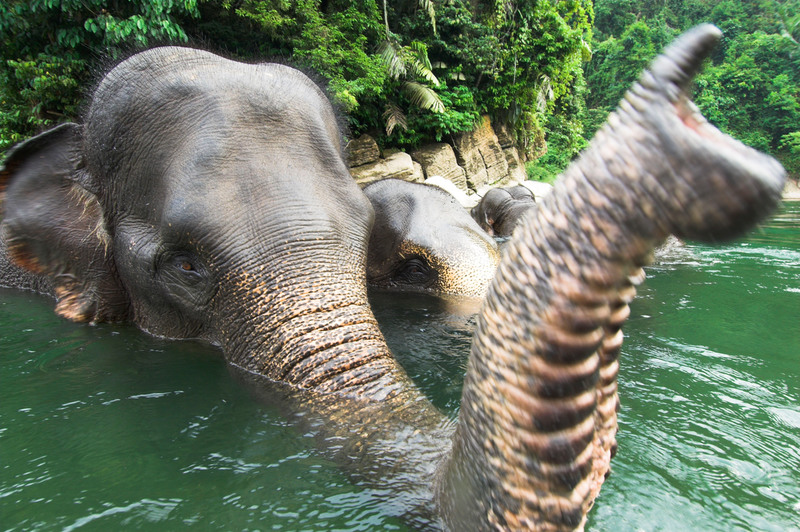 elefante peso cuanto puede llegar a pesar su trompa