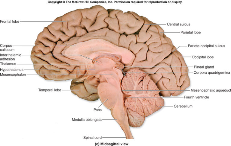 En qué se diferencia el cerebro de tiburón en anatomía y funciones