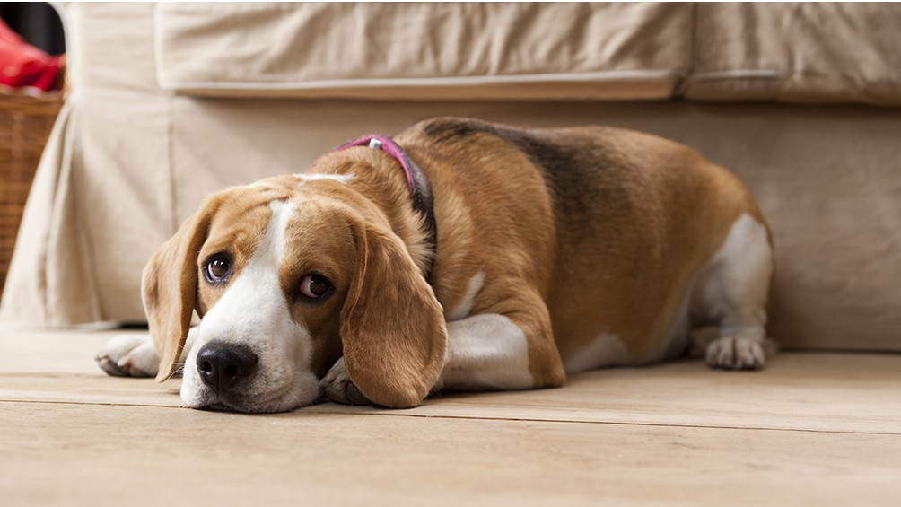 enfermedades de los ojos en perros fotos y sintomas clave