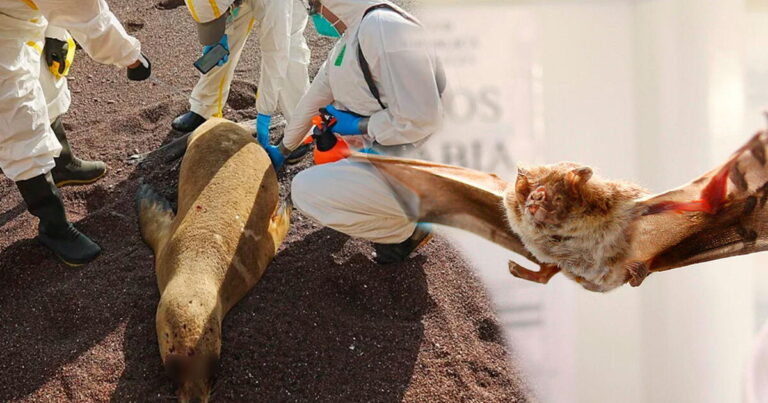 Enfermedades zoonóticas: Transmisión de animales a humanos