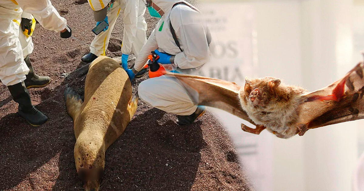 enfermedades zoonoticas transmision de animales a humanos