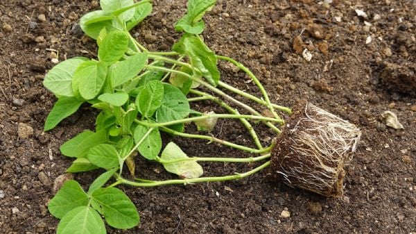 Enraizante para plantas: Cómo hacerlo de forma natural