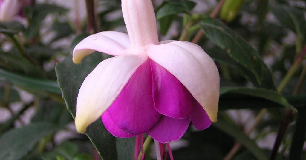 epiphyllum oxypetalum cuidados esenciales para su cultivo