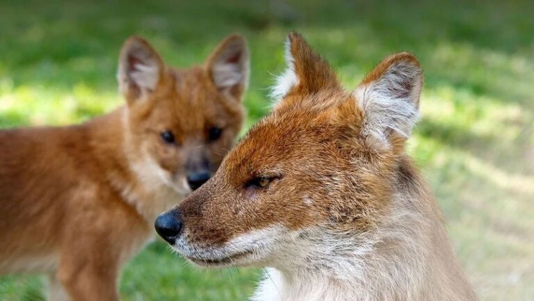Es difícil cuidar a una familia de chacales en su hábitat