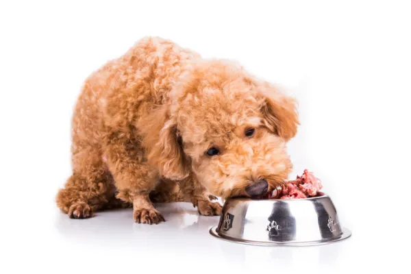 Es efectiva una dieta casera para perros con insuficiencia renal