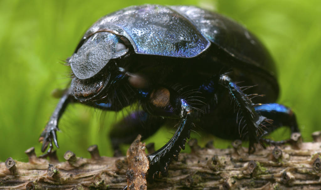es el escarabajo pelotero el insecto mas fuerte del mundo
