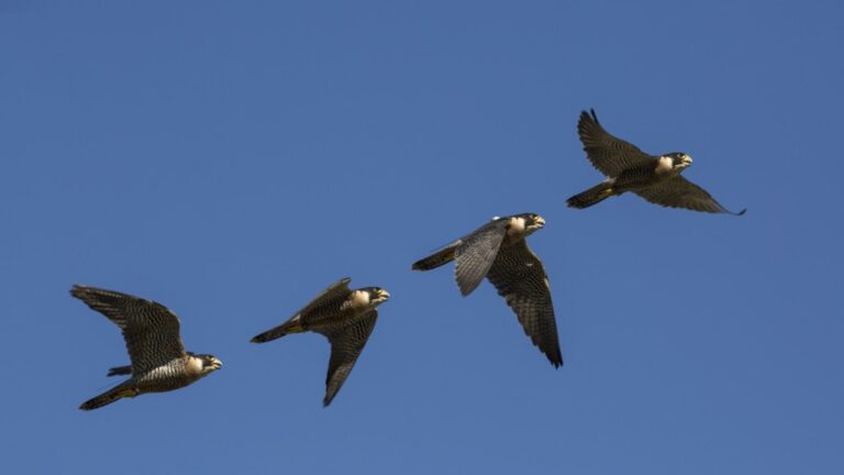 Es el halcón peregrino el ave rapaz más rápida del mundo