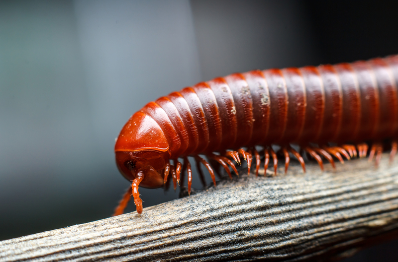 es el ornitorrinco venenoso una amenaza para los cientificos