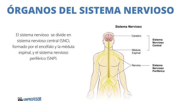 Es el sistema nervioso clave para el funcionamiento del cuerpo