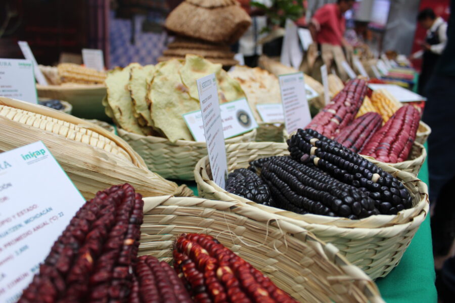es la biodiversidad mexicana clave para preservar nuestro patrimonio