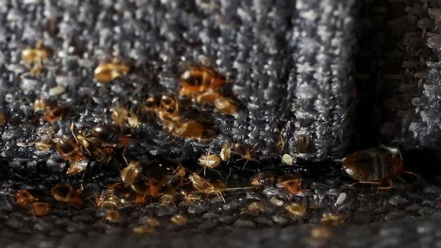 Es la chinche el insecto sorprendente que está en todas partes