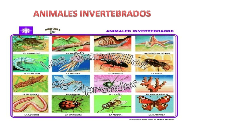 es la estrella de mar un vertebrado o un invertebrado
