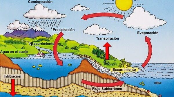 Es la transpiración del agua clave para la vida y el medio ambiente