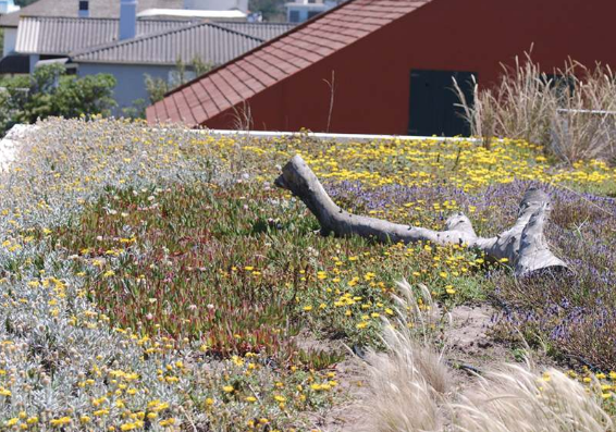 Es peligroso el viaje tras la última flor boreal, la amapola