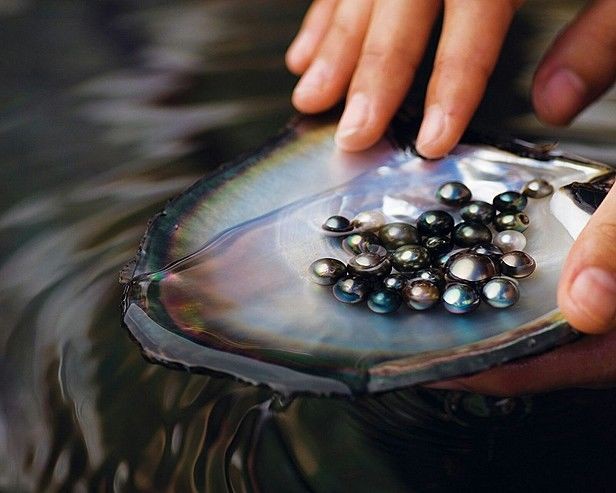 Es Perla un tesoro natural en la biodiversidad mexicana