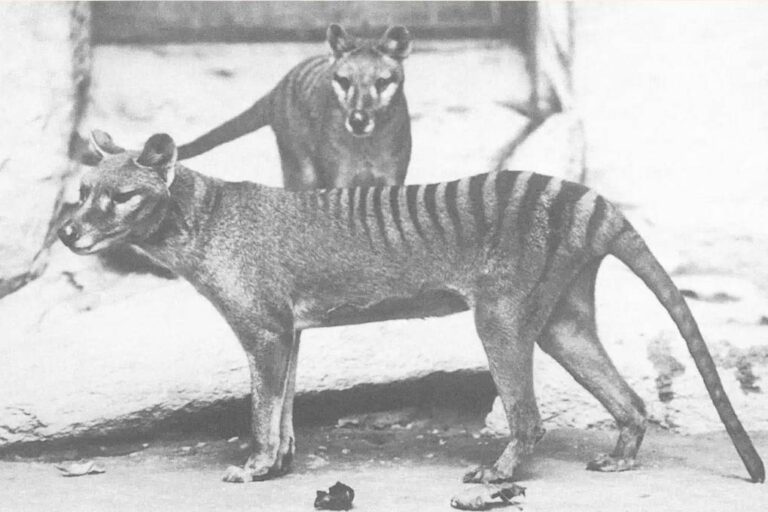 Es posible revivir al tigre de Tasmania extinto en Tasmania